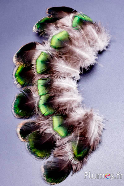 Pfau grün - 6-9 cm - grün-braun-natur